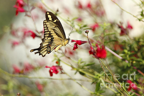 Susan Gary - Swallowtail Butterfly on Red Wildflowers