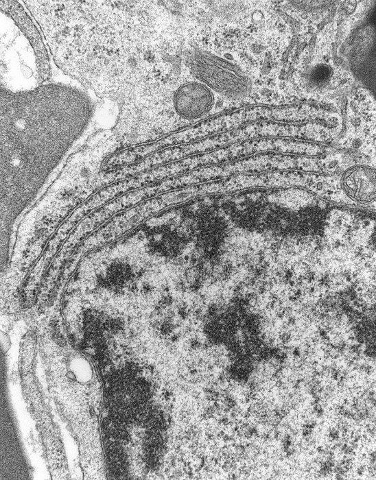 Tem Of Endoplasmic Reticulum In Mammalian Cell by Nibsc