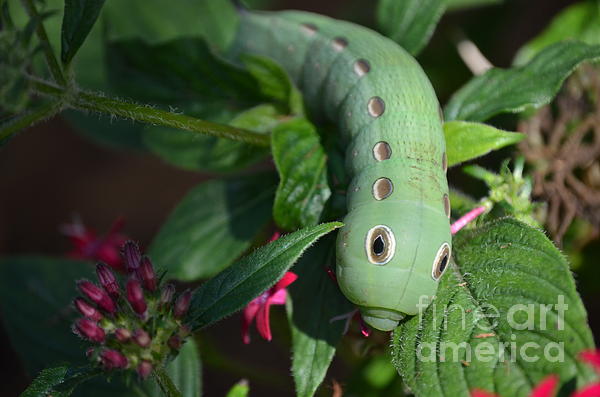 Kathy Gibbons - Tersa Sphinx Caterpillar