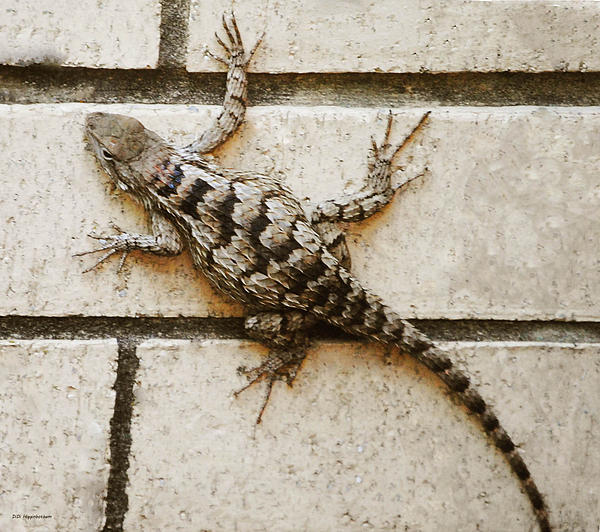 Texas spiny hot sale lizard pet