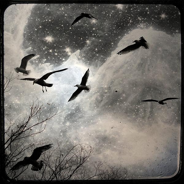 Gothicrow Images - The Stars Birds And Clouds