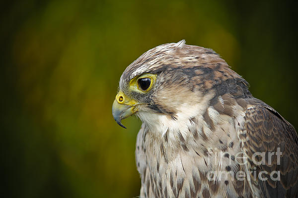 Clare Bambers - Thoughtful Kestrel