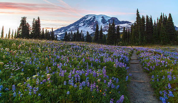 Mike Reid - Through the Flowers at MRNP