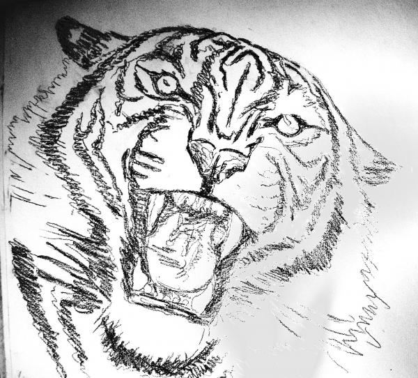 Tiger by Lee Krbavac