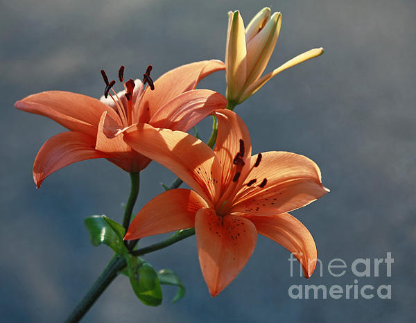 Inspired Nature Photography Fine Art Photography - Tiger Lily Splendor