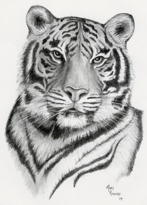 Tiger by Mary Rogers