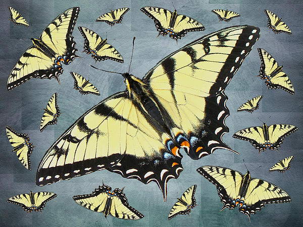 Carol Senske - Tiger Swallowtail Butterfly