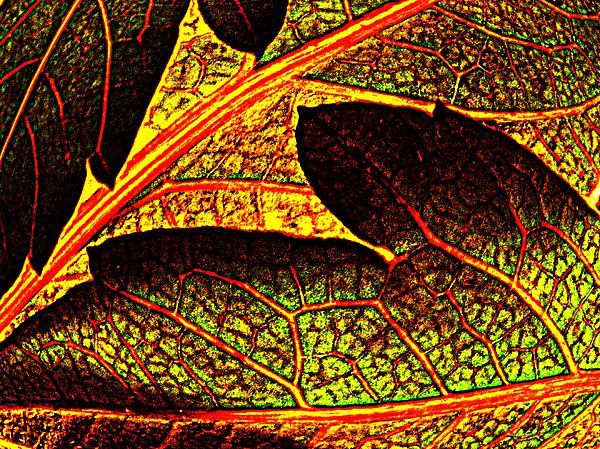 Chris Berry - Transparent Foliage