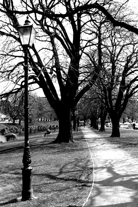 Tree Photographs