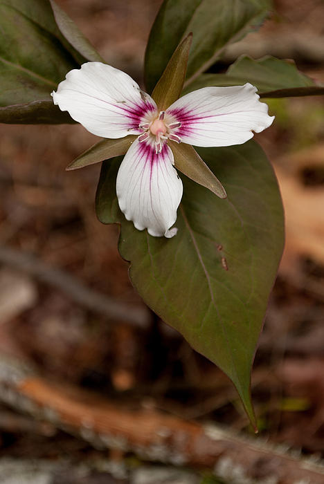 Robin Morse - Trillium flower in the woods