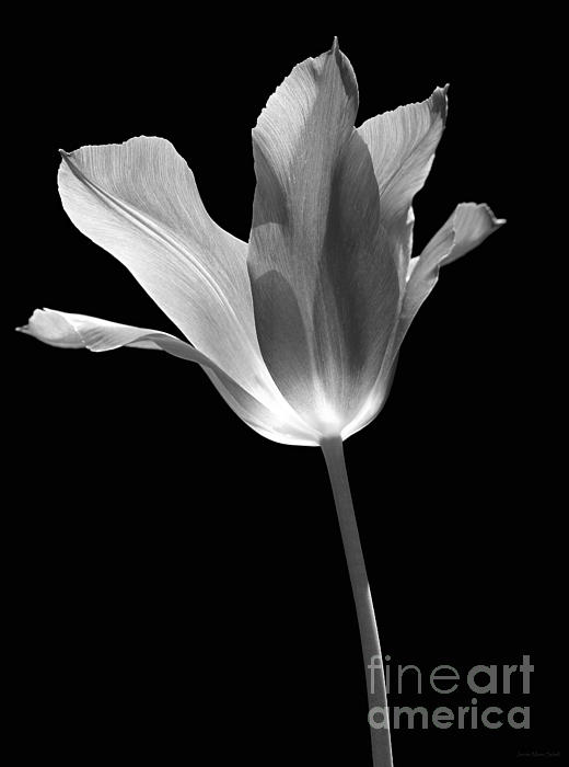 Tulip Flower Opening Black And White by Jennie Marie Schell