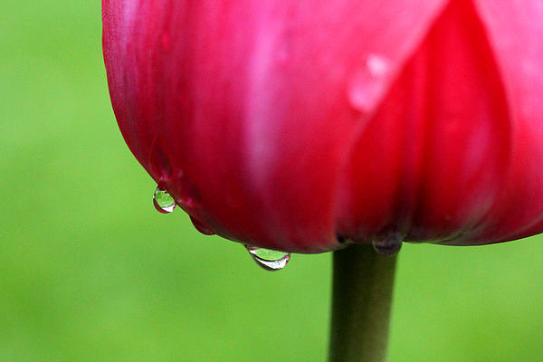 Mark Ashkenazi - Tulip After The Rain 