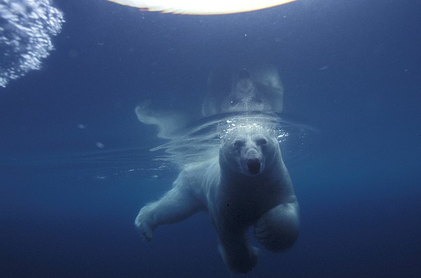 Underwater View Of A Polar Bear by Paul Nicklen