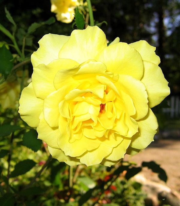 Will Borden - Upbeat Yellow Rose