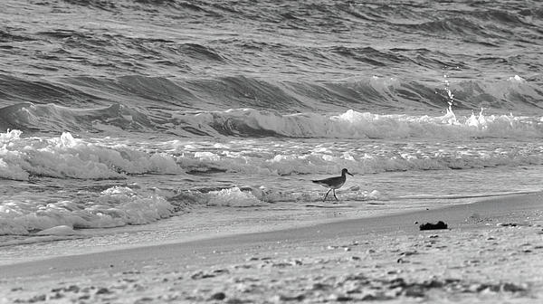 Wave Walkin II by Cathi Abbiss Crane