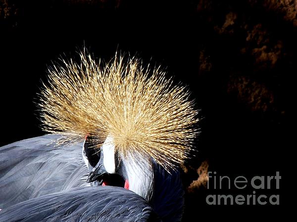 Donna Parlow - East Aftican Crowned Cranes