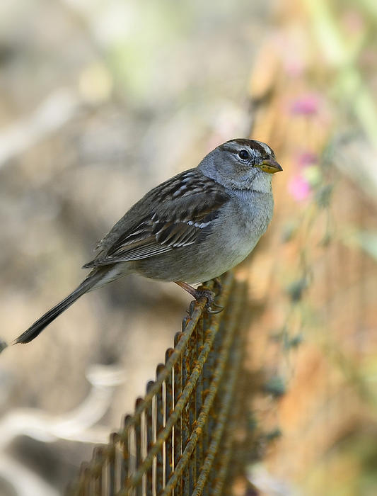 Saija Lehtonen - White-Crowned Sparrow 