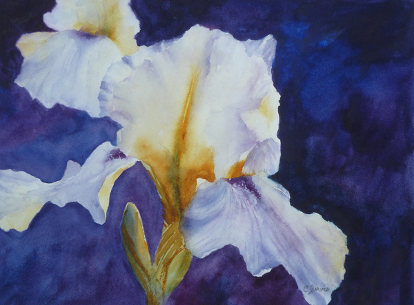 White Iris by Carolyn Jarvis