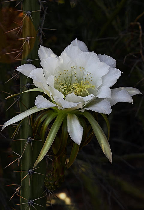 Night Blooming Cactus Flowers Photograph by Saija Lehtonen - Fine