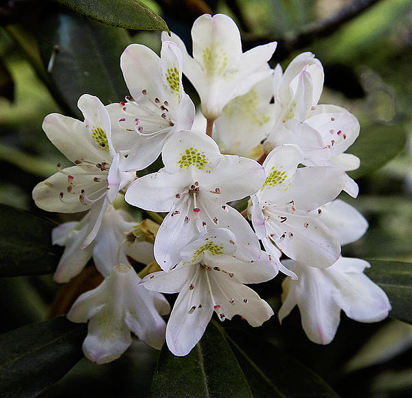 Michael Friedman - White Rhododendron