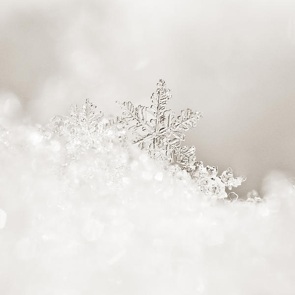 Beth Riser - White Snowflake