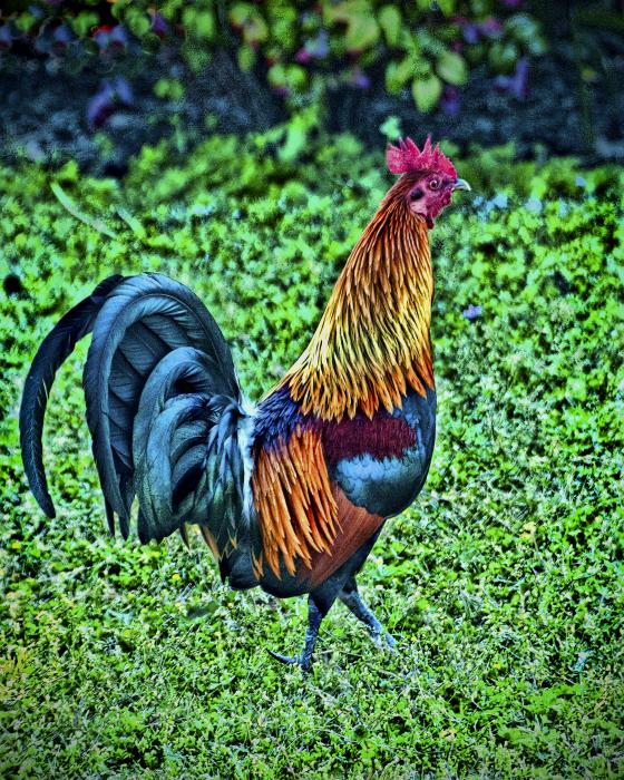 Wild Burmese Chicken Photograph