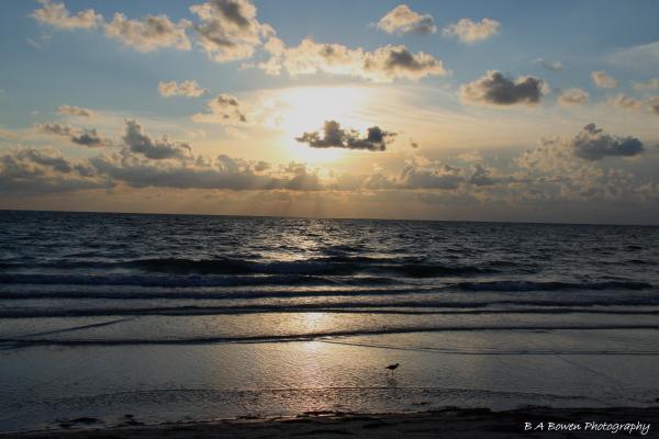 Willet Walking Along The Beach At Sunset by Barbara Bowen