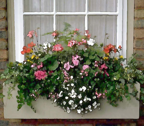 Window Box Of Mixed Flowers by Elaine Plesser