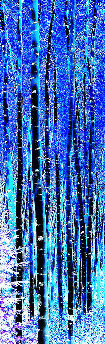 Terril Heilman - Winter Night In An Aspen Grove