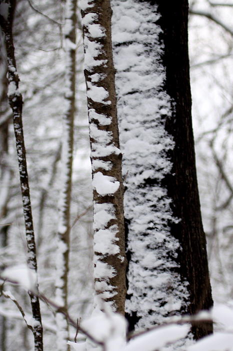 Winter Art