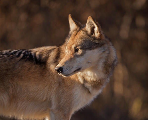 Wolf In Profile Print by Tim Grams