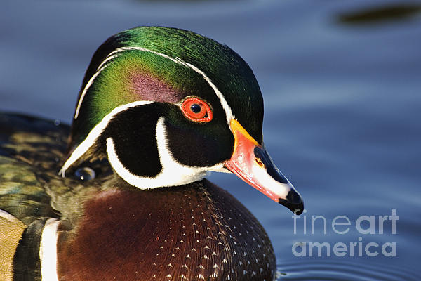 Wood Duck D002420 iPhone Case by Daniel Dempster Fine Art America