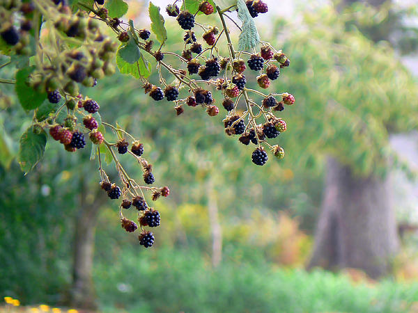 Pamela Patch - Woodland Berries