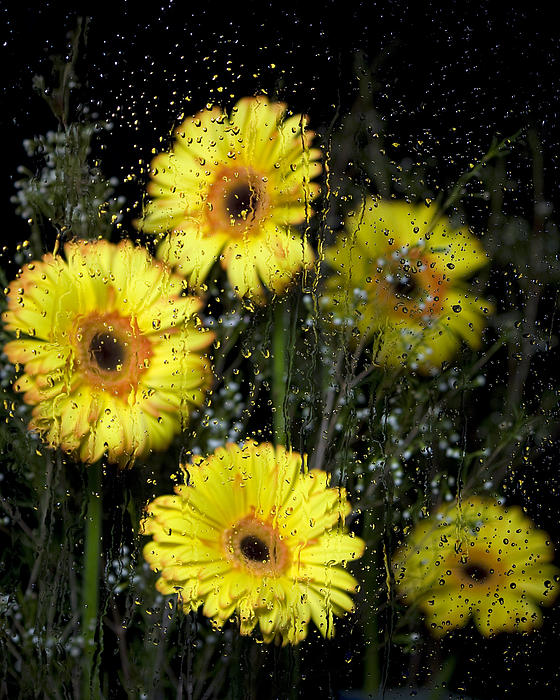 Daisy Art