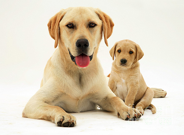 Golden sales labrador adult