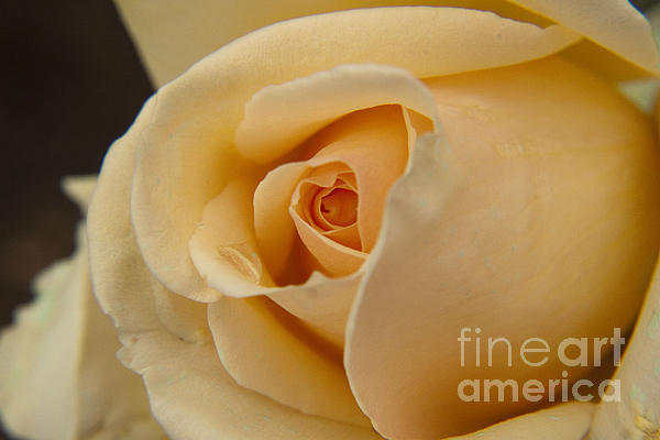 Darleen Stry - Yellow Rose bud