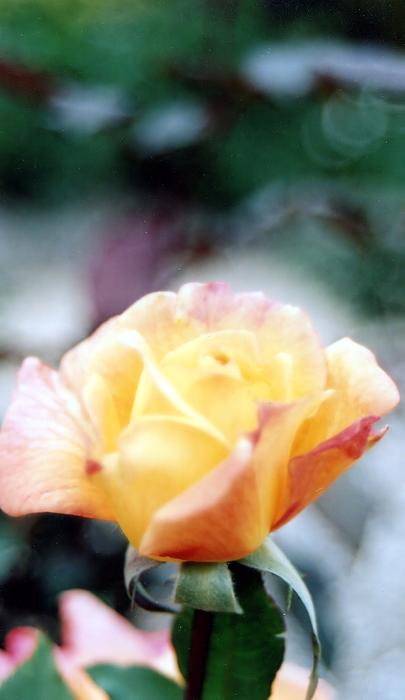 Lynnette Johns - Yellow Rose Of Texas