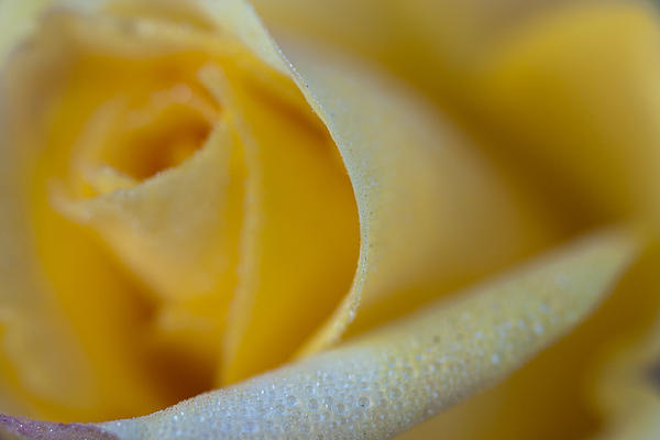 Robert Caddy - Yellow Rose