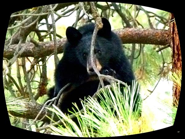 Will Borden - Young Black Bear