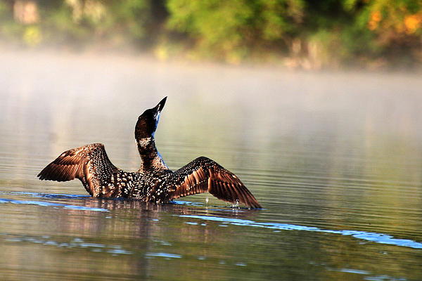 Bird Art