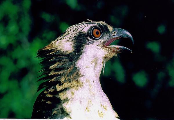 Osprey aka Fish Hawk At Nest Spring Indiana Beach Towel by Rory Cubel -  Pixels