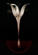  Bleeding lily Photograph by Johan Lilja