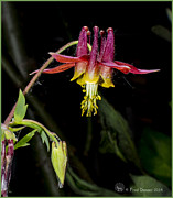 Alaskan Wild Columbine #1 Photograph by Fred Denner
