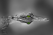 Alligator #1 Photograph by Peter Lakomy