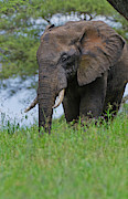 Amboseli National Park, Kenya #1 Photograph by Bill Bachmann