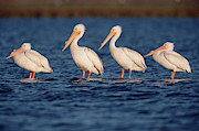 American White Pelicans  Photograph by Yva Momatiuk John Eastcott