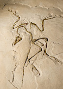 Archaeopteryx #1 Photograph by Millard H. Sharp Archaeopteryx #1 Photograph by Millard H. Sharp