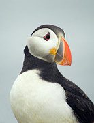 Atlantic Puffin #1 Photograph by Science Photo Library