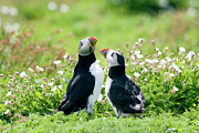 Atlantic Puffins #1 Photograph by Science Photo Library