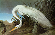 Audubon Egret #1 Painting by Granger